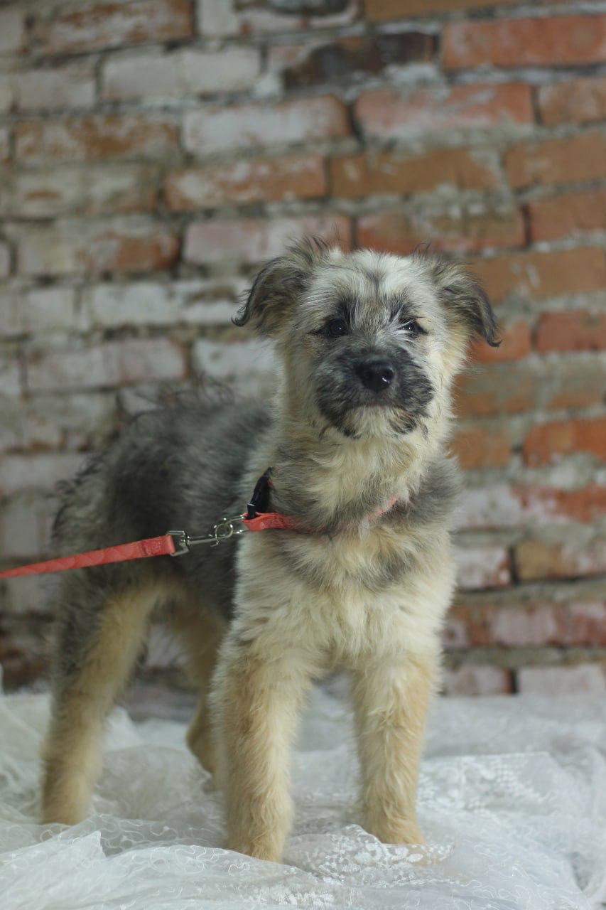 Chiens à adopter